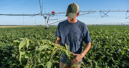 Nebraska Soybean Board Seeks Soybean Farmers Interested in United Soybean Board Nomination